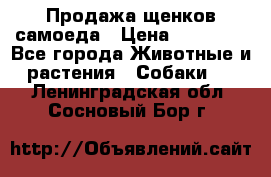 Продажа щенков самоеда › Цена ­ 40 000 - Все города Животные и растения » Собаки   . Ленинградская обл.,Сосновый Бор г.